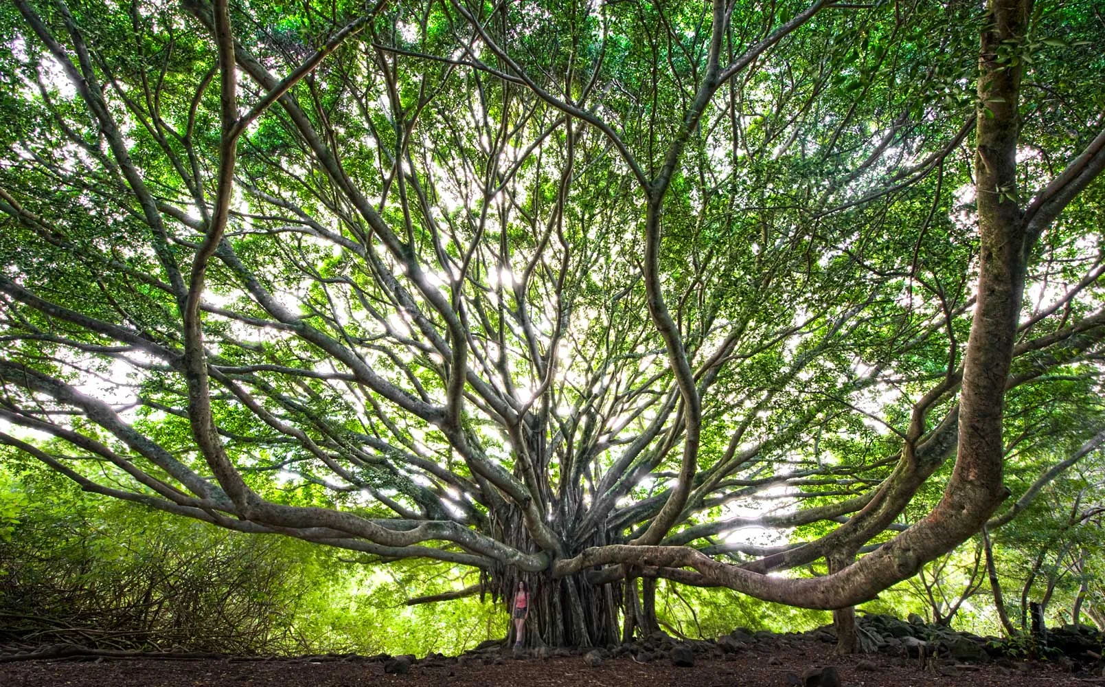 maui-tree.jpg