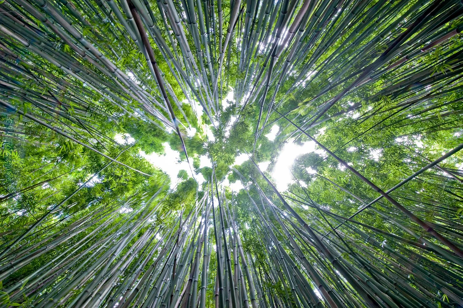 bamboo.jpg