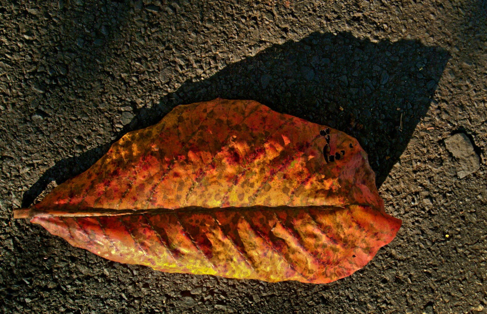 mauileafprint6524REV2016.jpg