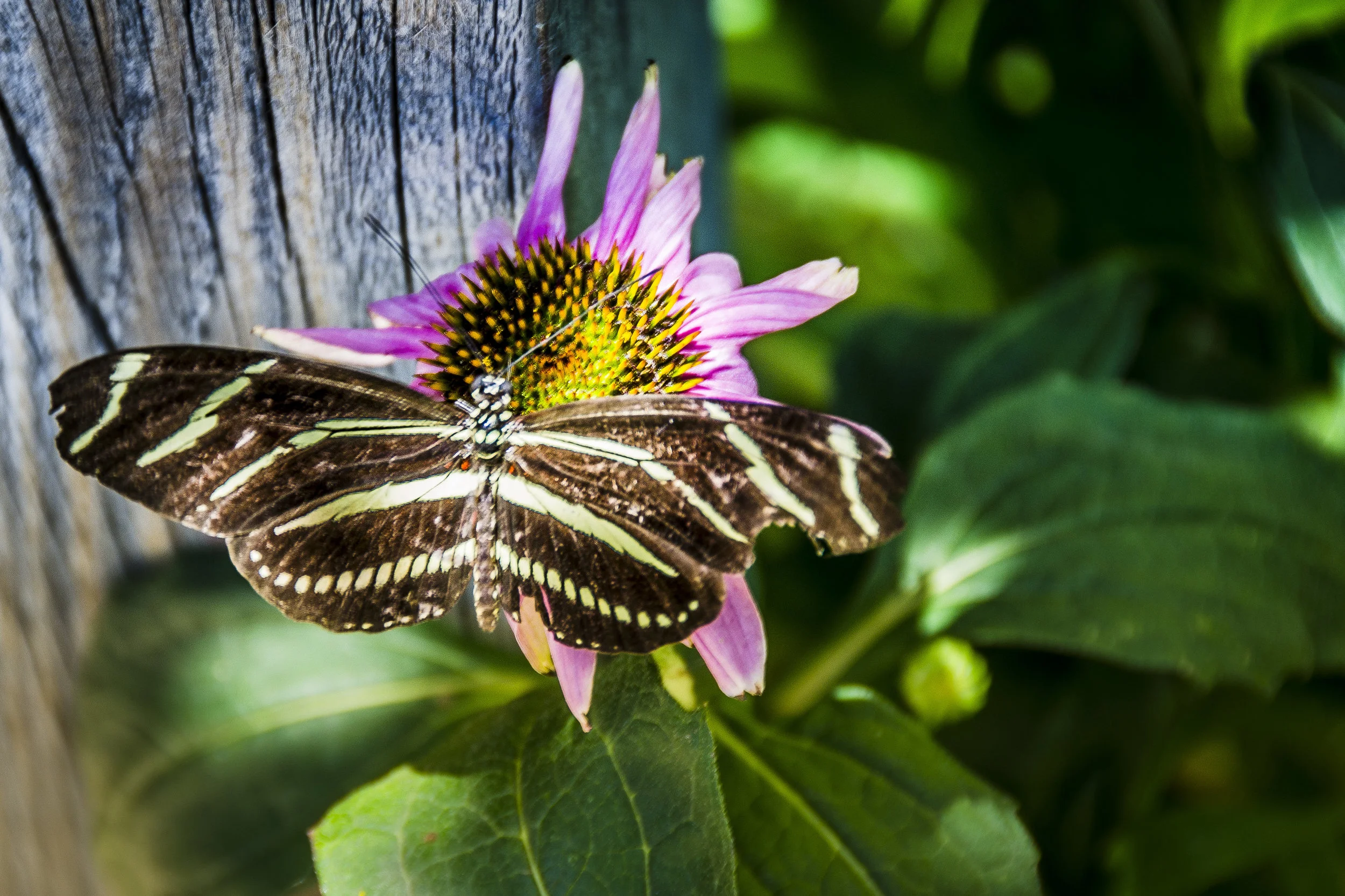Bio Park_butterfly-134.jpg