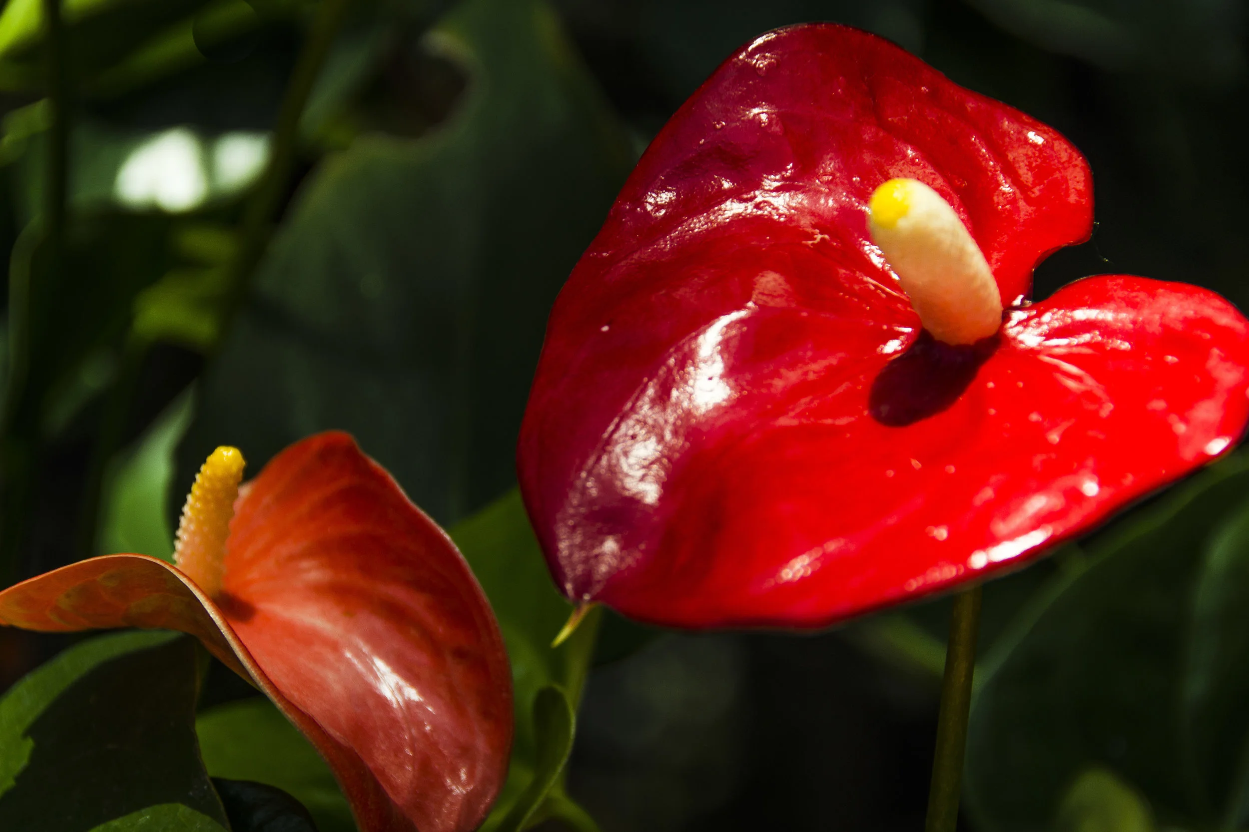 Bio-Park_Pacora Anthurium-83.jpg