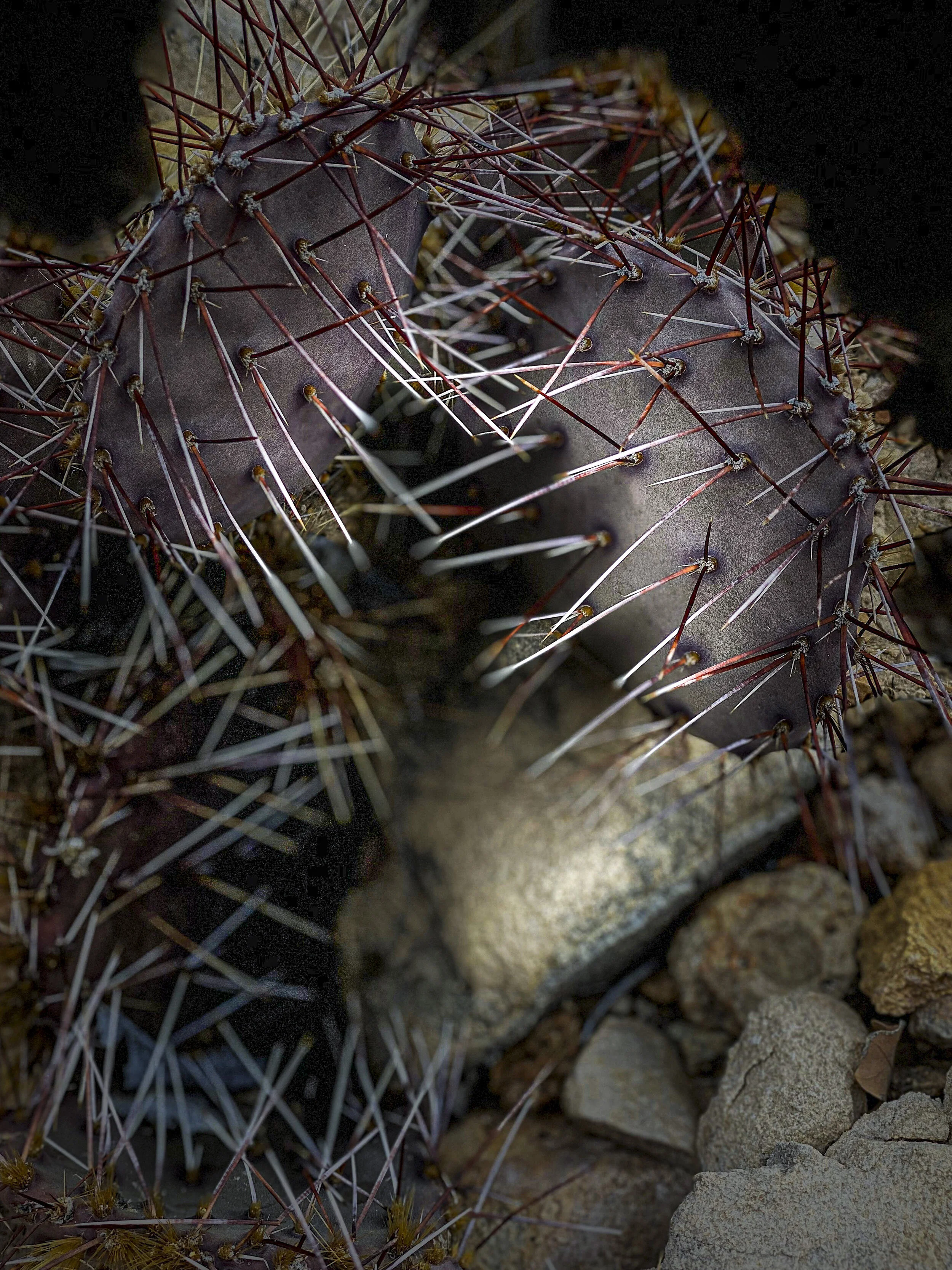Golden Open Space_Prickly Pear Cactus-1185-3 copy.jpg