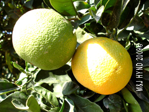 Valencia oranges
