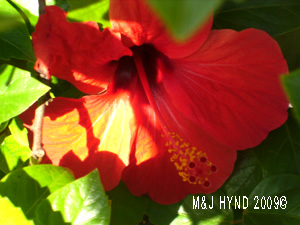 Hibiscus