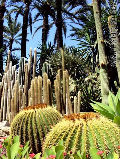 spain elche palmeral Huerto del Cura Priest Garden different types of palm trees, cacti, succulents