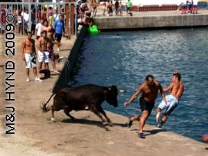 bull+idiots #2: spain Javea Fiesta, Bous a la Mar, bullring Javea port, boys taunt bull, bull charges, boys jump into sea