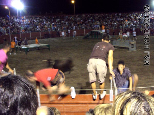 bullring: Spain Santa Pola Annual Fiesta, gymkhana bullring bulls chasing young men