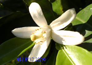 orange blossom white flower, dark green leaves, Citrus sinensis