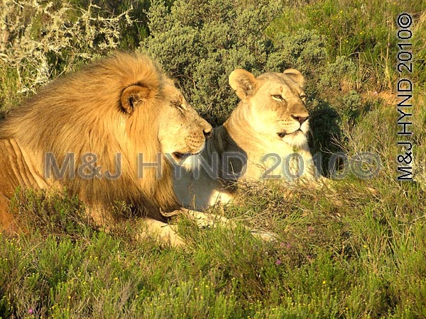 "Boris and Doris': Sharwari Game Reserve, SA