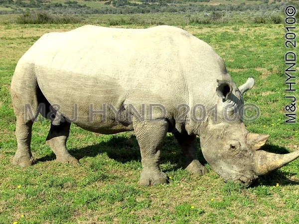  "Herbert': Sharwari Game Reserve, SA 