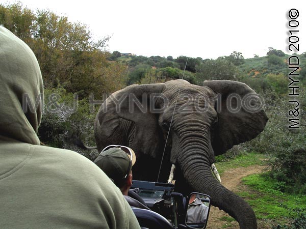 Up front!, Shamwari Game Reserve, SA