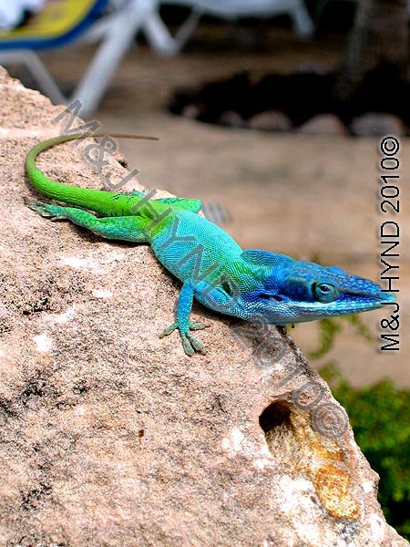 Colourful native, poolside: Paradisus Varadero, Cuba