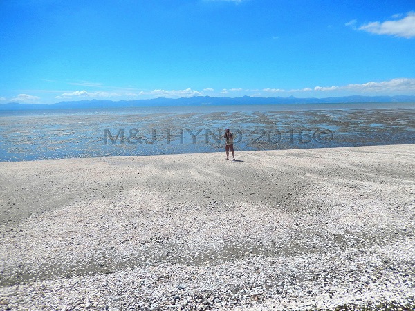 shelly beach, low tide, Miranda, NZ