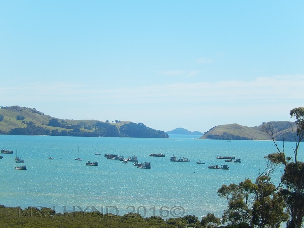 fishing boats in Te Kouma harbour, Coromandel, NZ