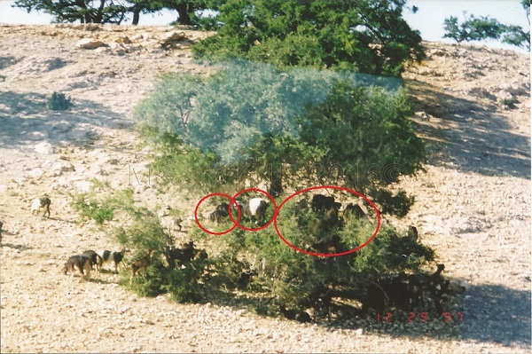 goats climbing in Argan trees, Morocco