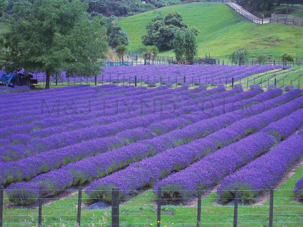 lavender farm, Rotorua, Waikato, NZ