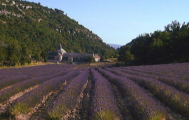 Senanque Abbey, lavender field, Senanque, Provence, France