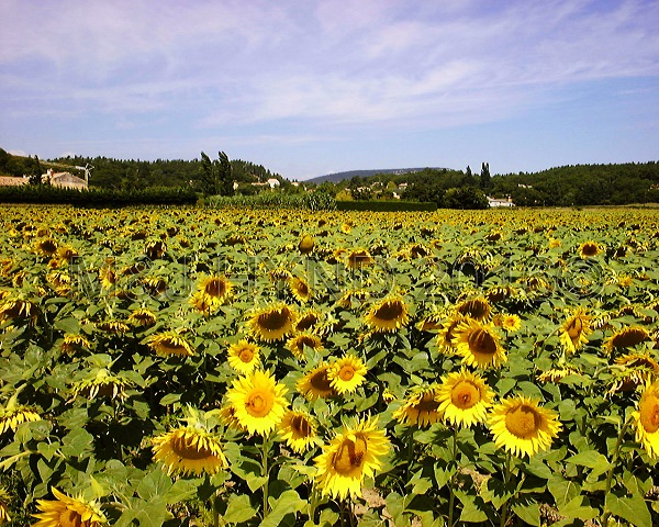 sunflowers, Senanque, Provence, France