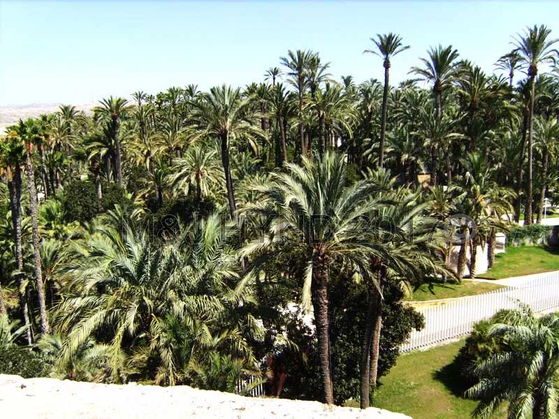 Elche, Spain