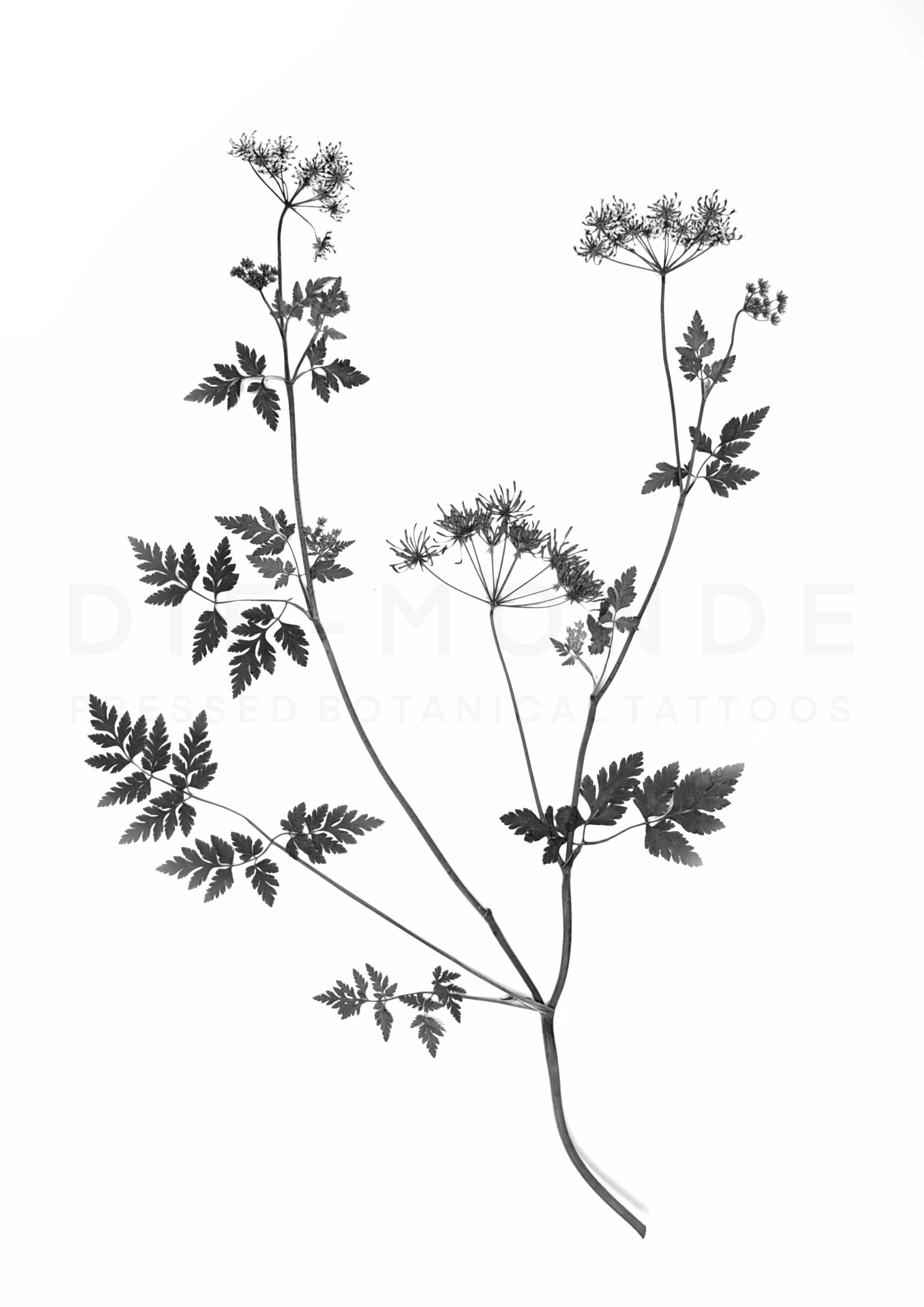 Flash no. 4 Cow Parsley, £700, Size: 35-40cm (length), Estimated time: 8 hours over 2 sittings
