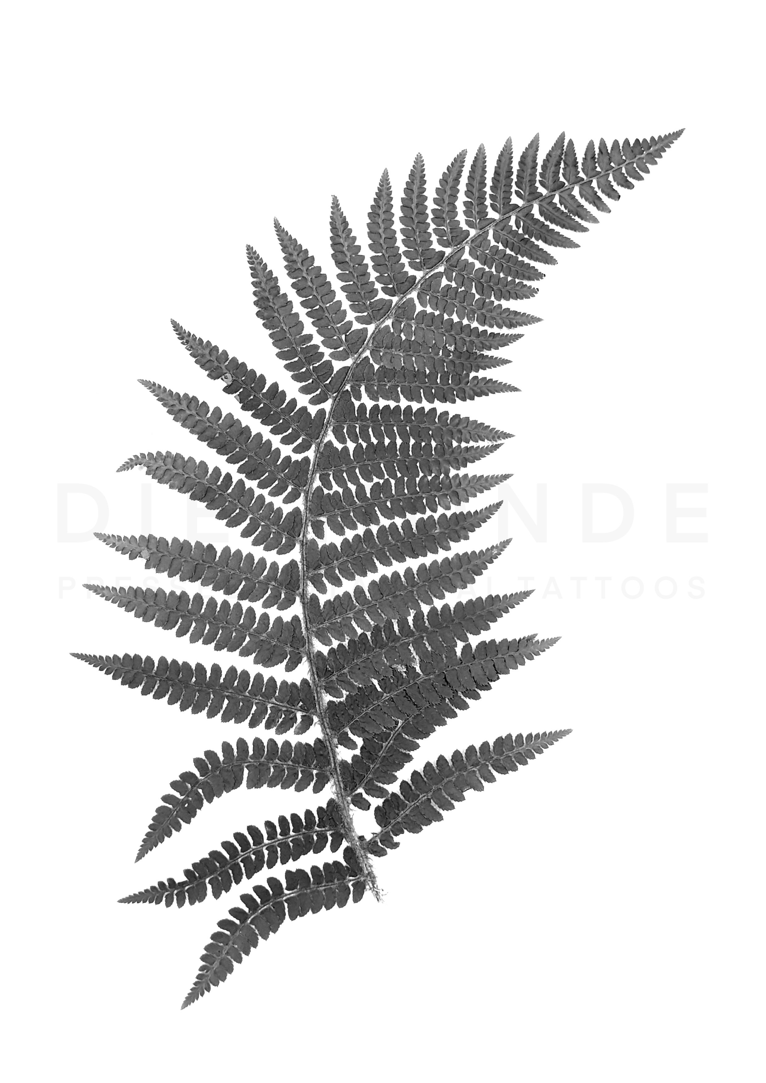 Flash no. 34, Fern, £500, Size: 30cm (length), Estimated time: 6 hours (day sitting)