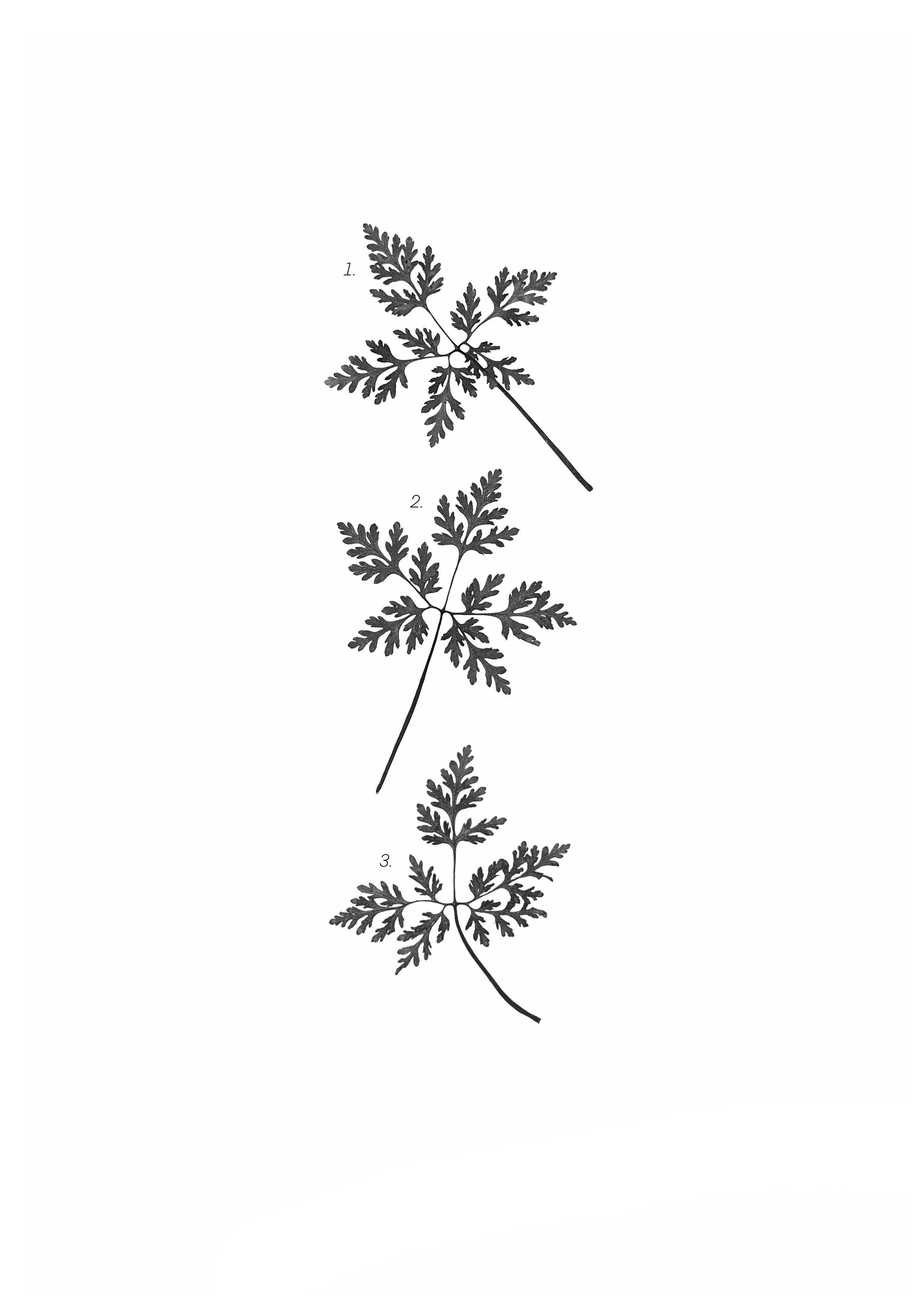 Herb Robert leaves, 6cm each