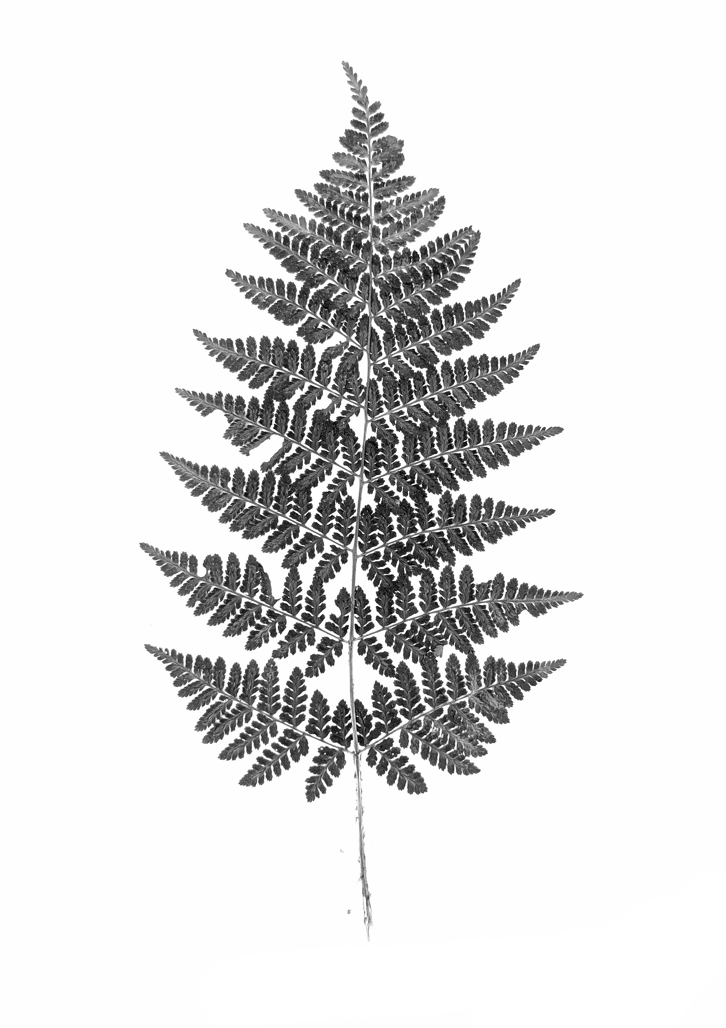 Fern, 30 cm length