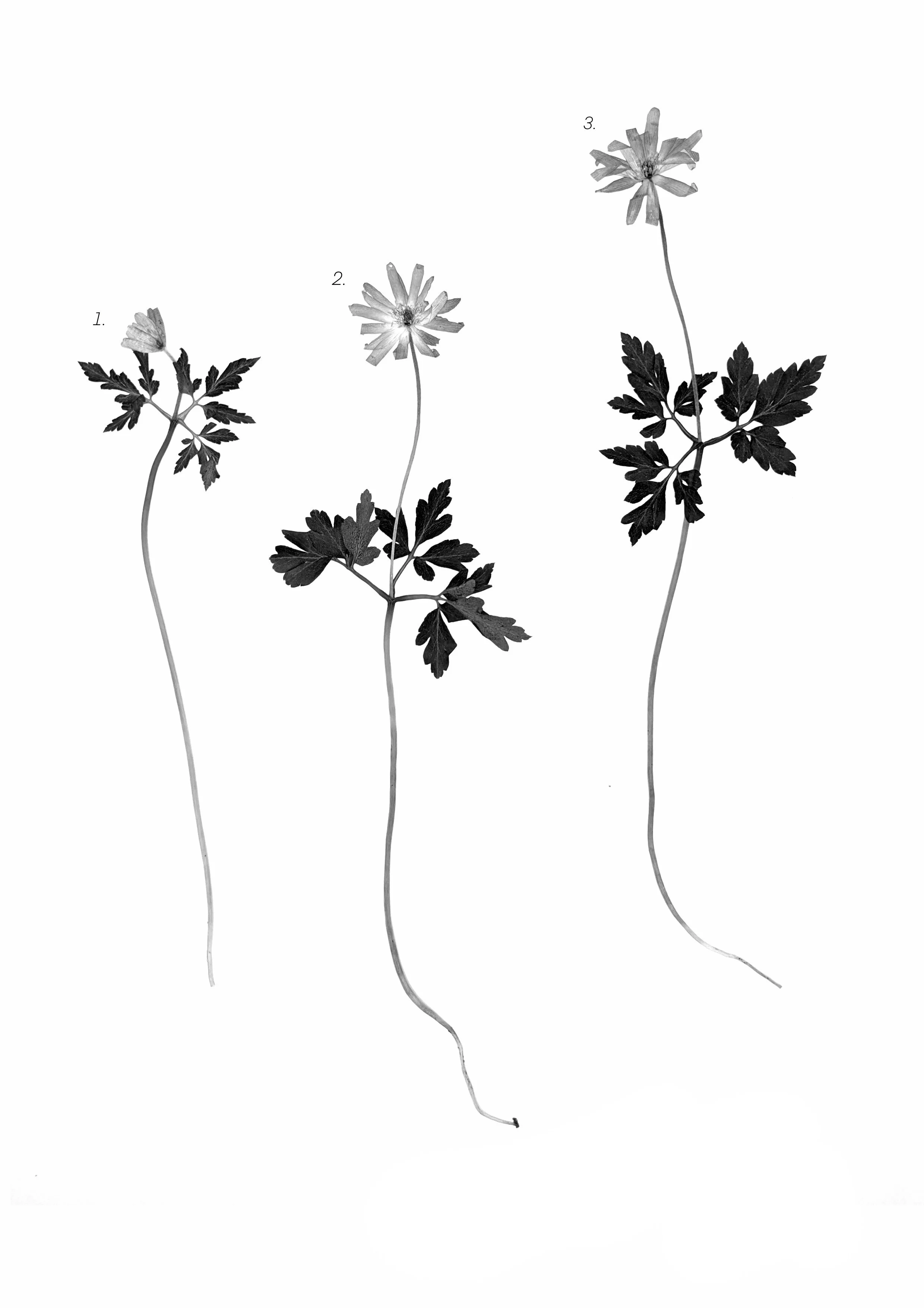 Apennine Anemone