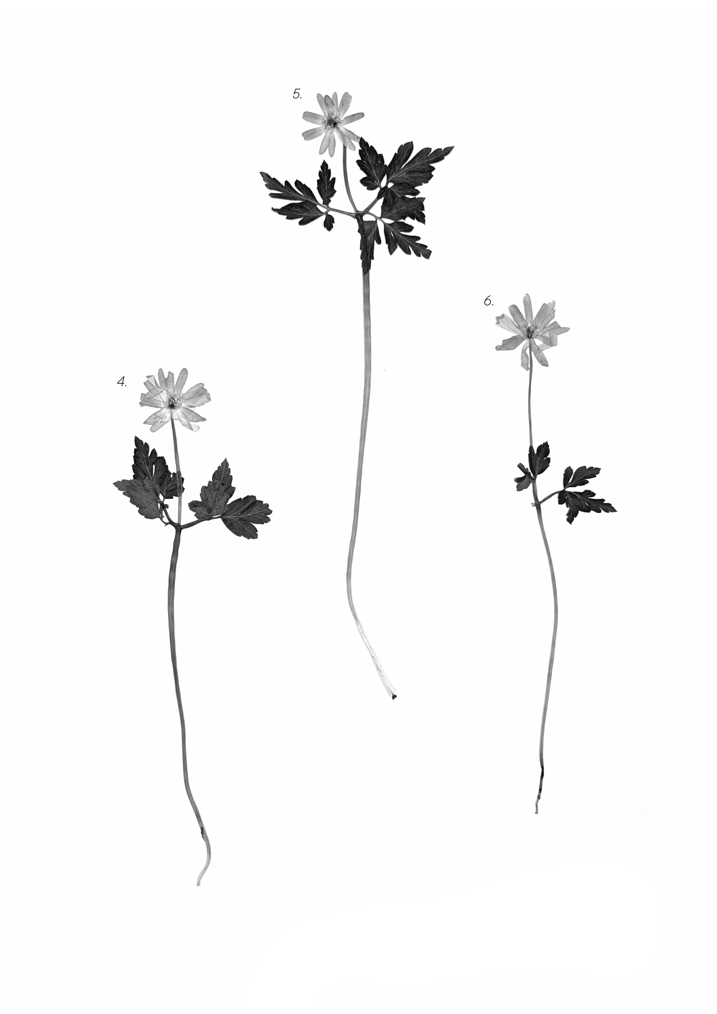 Apennine Anemone