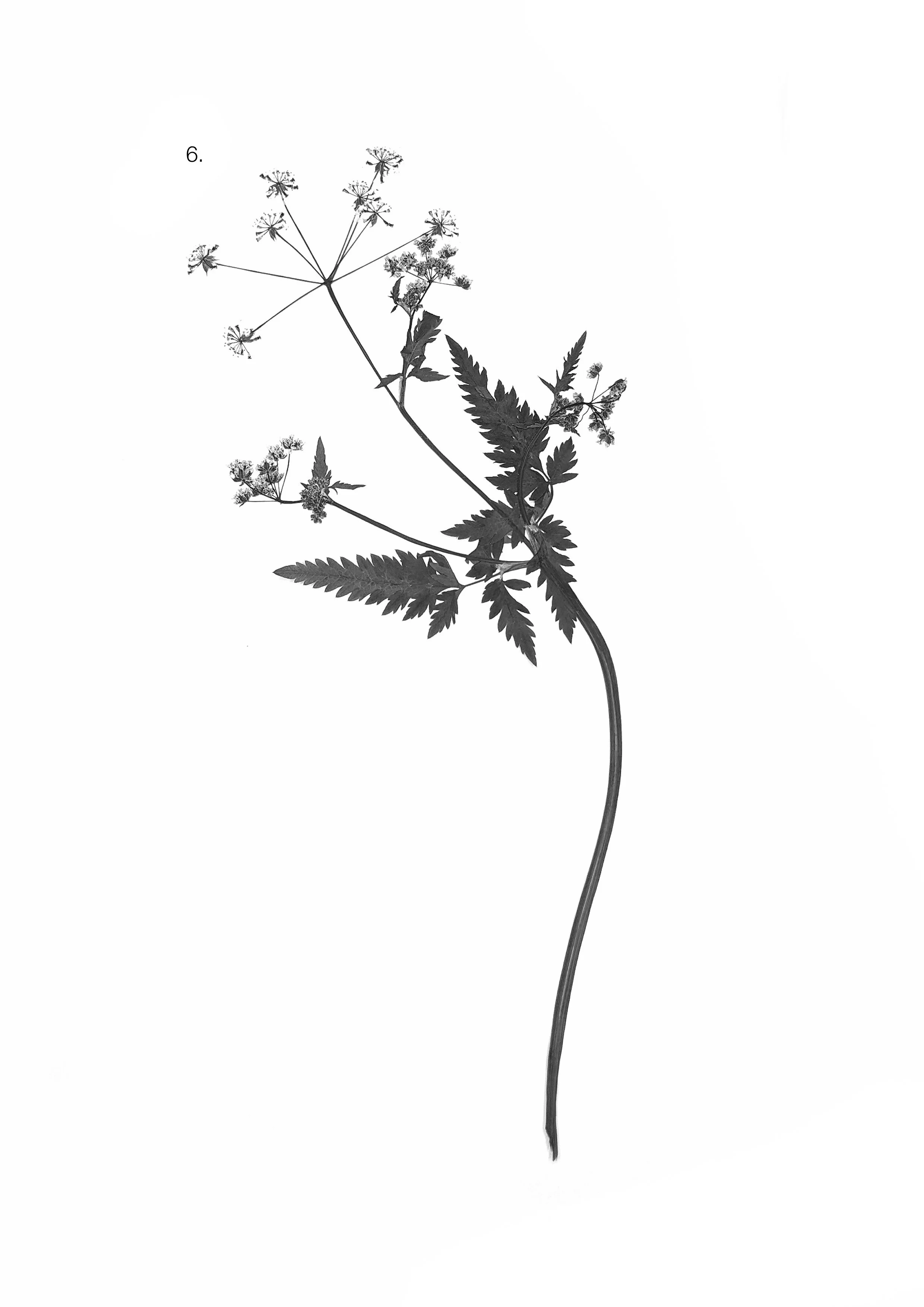 Umbellifers