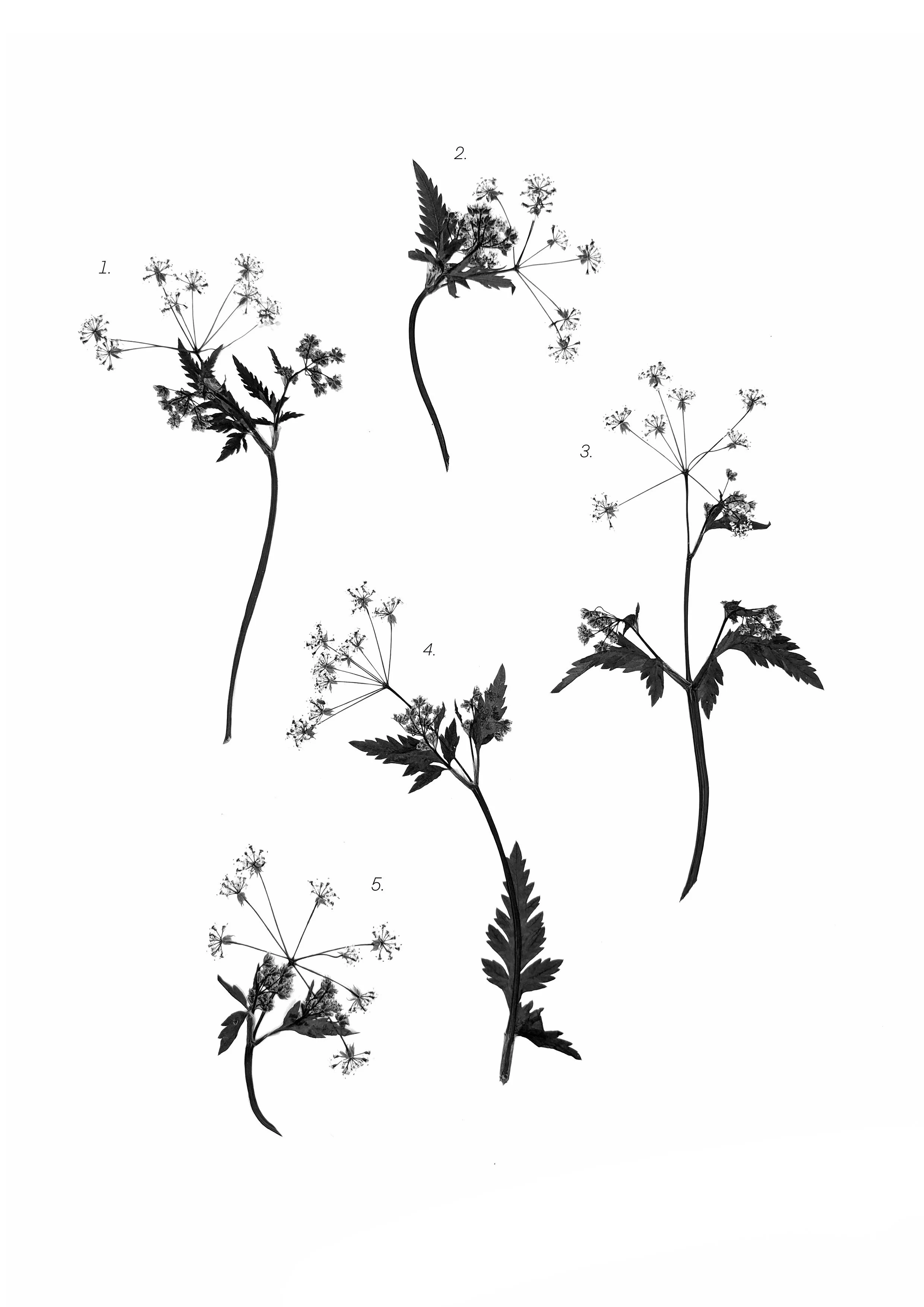 Umbellifers