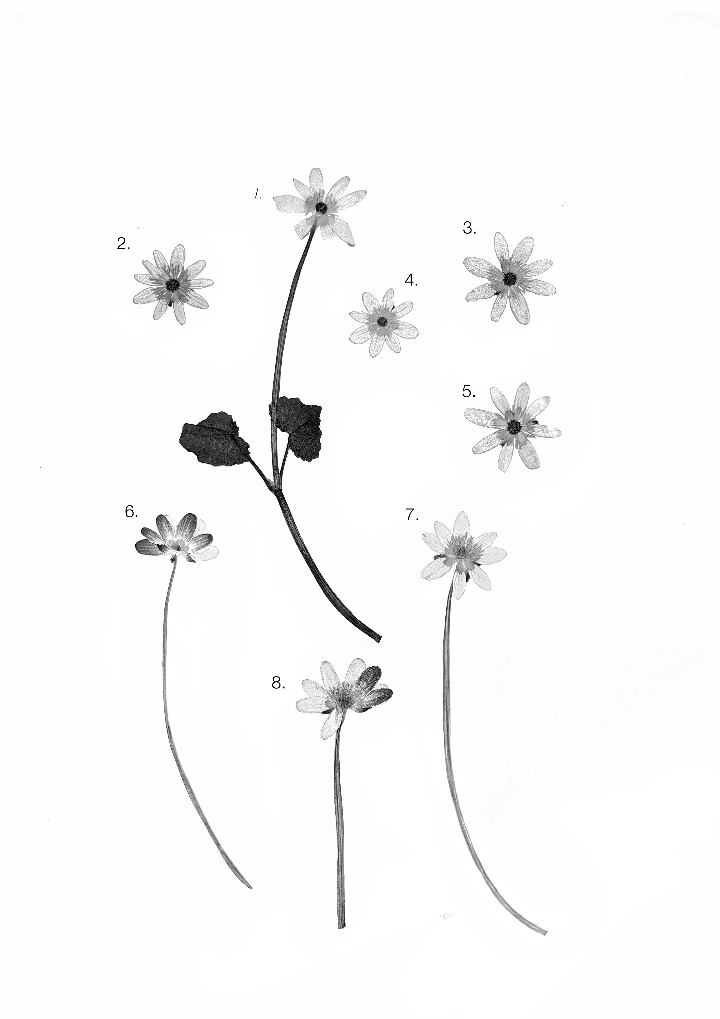 Lesser celandine