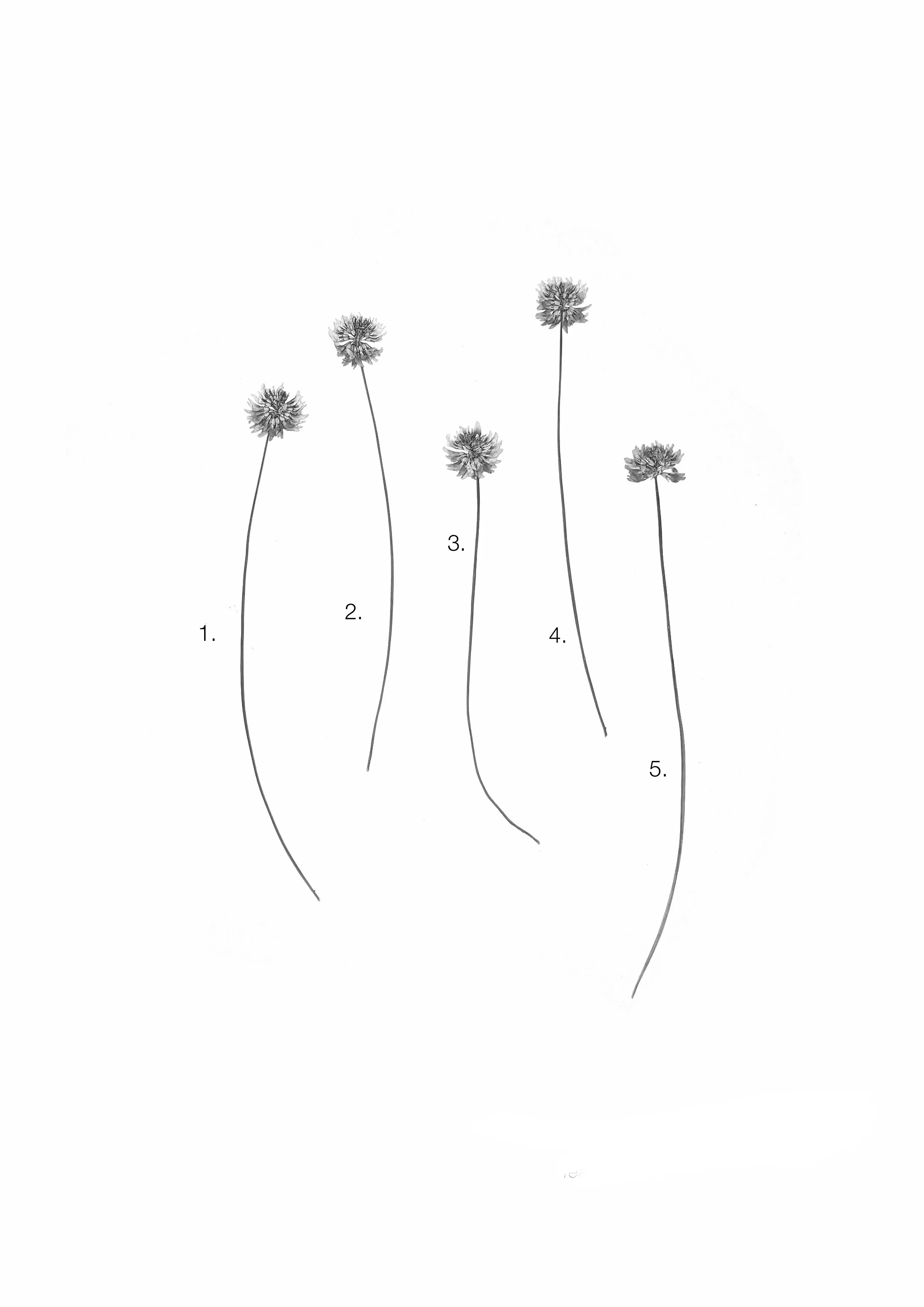 Clover