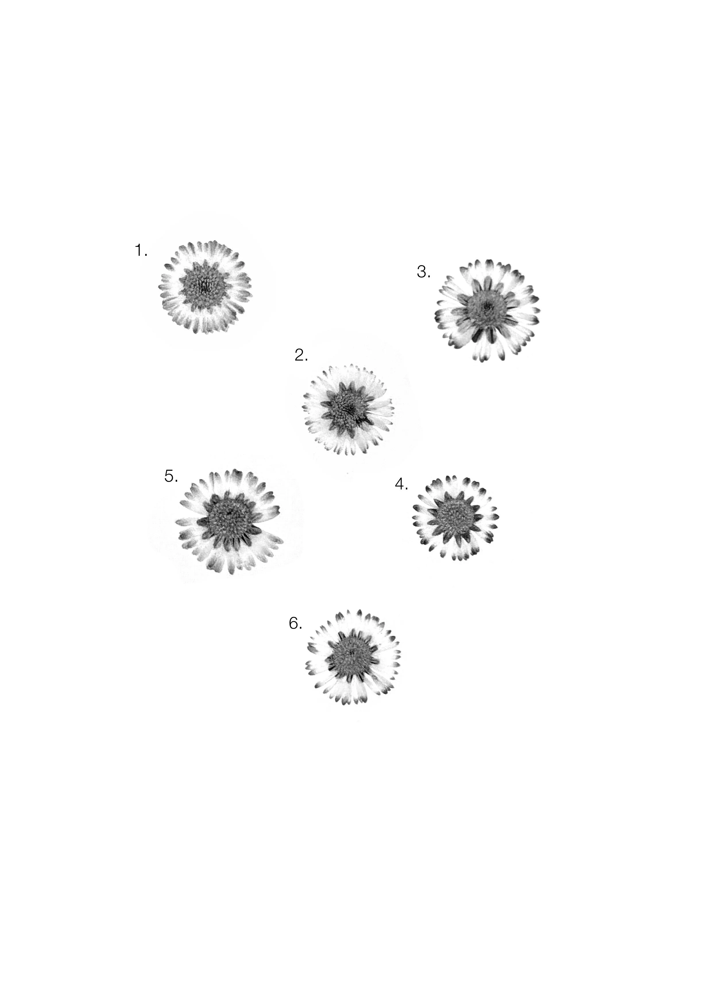 Daisies