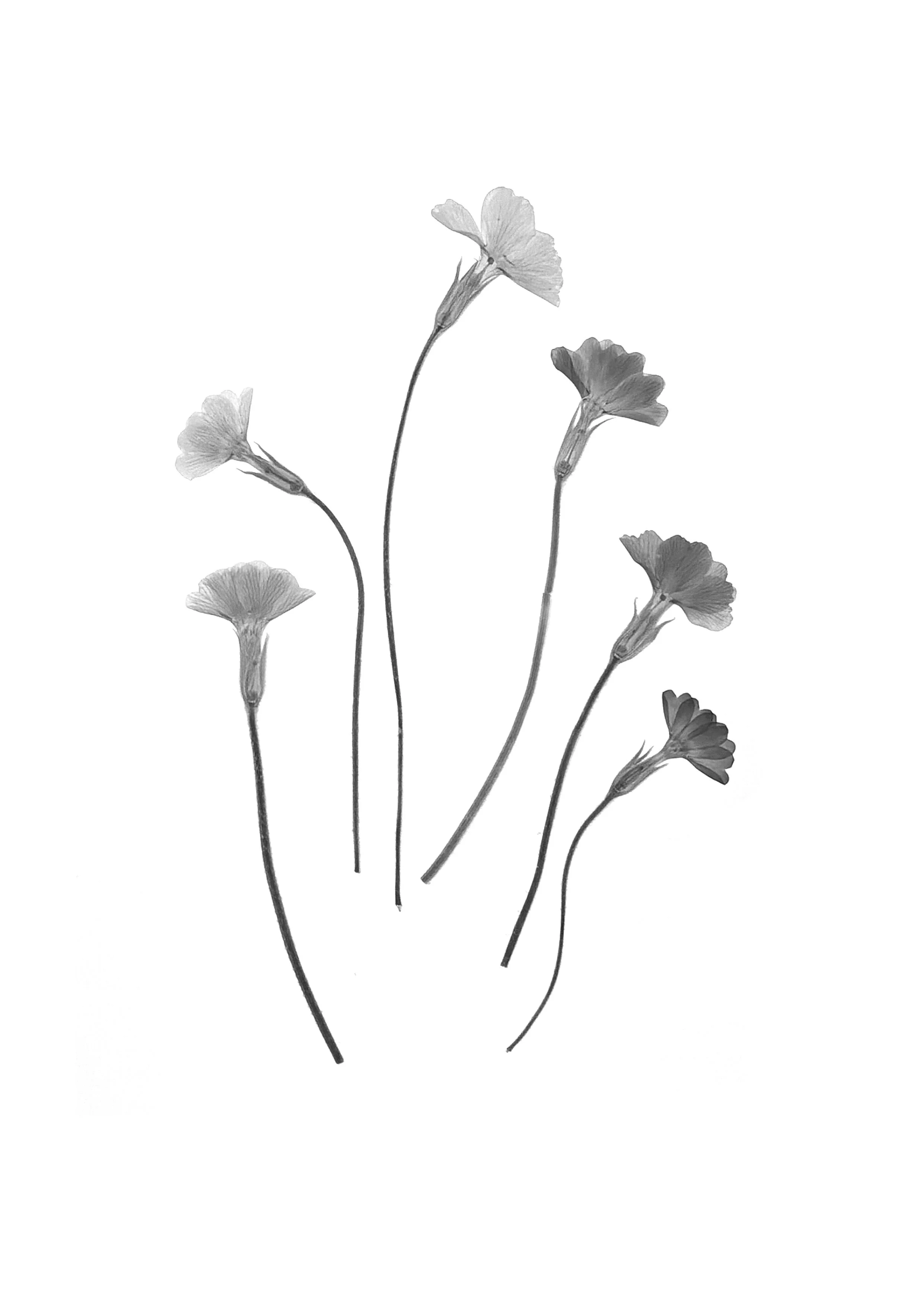 Primroses