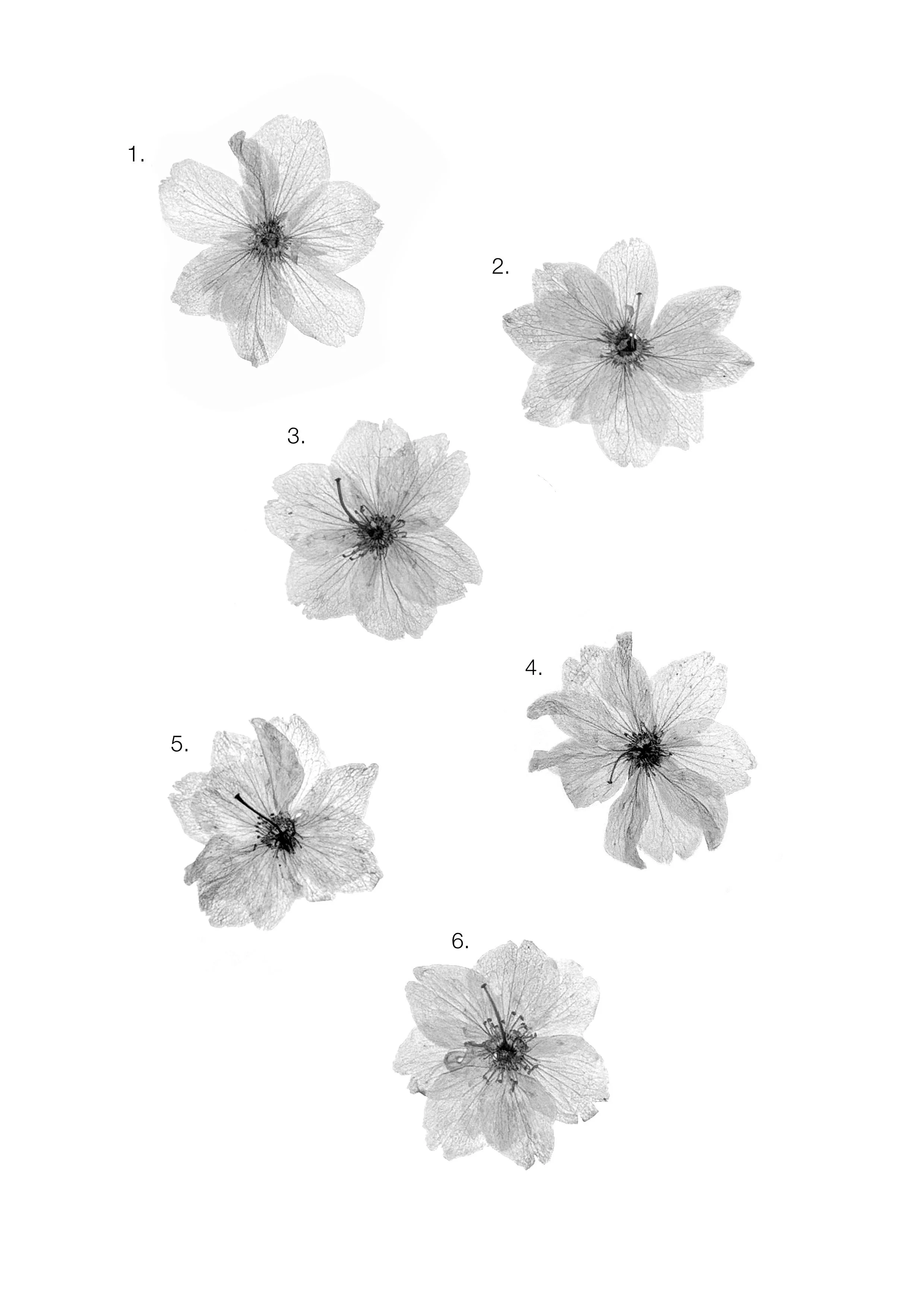 Cherry Blossom