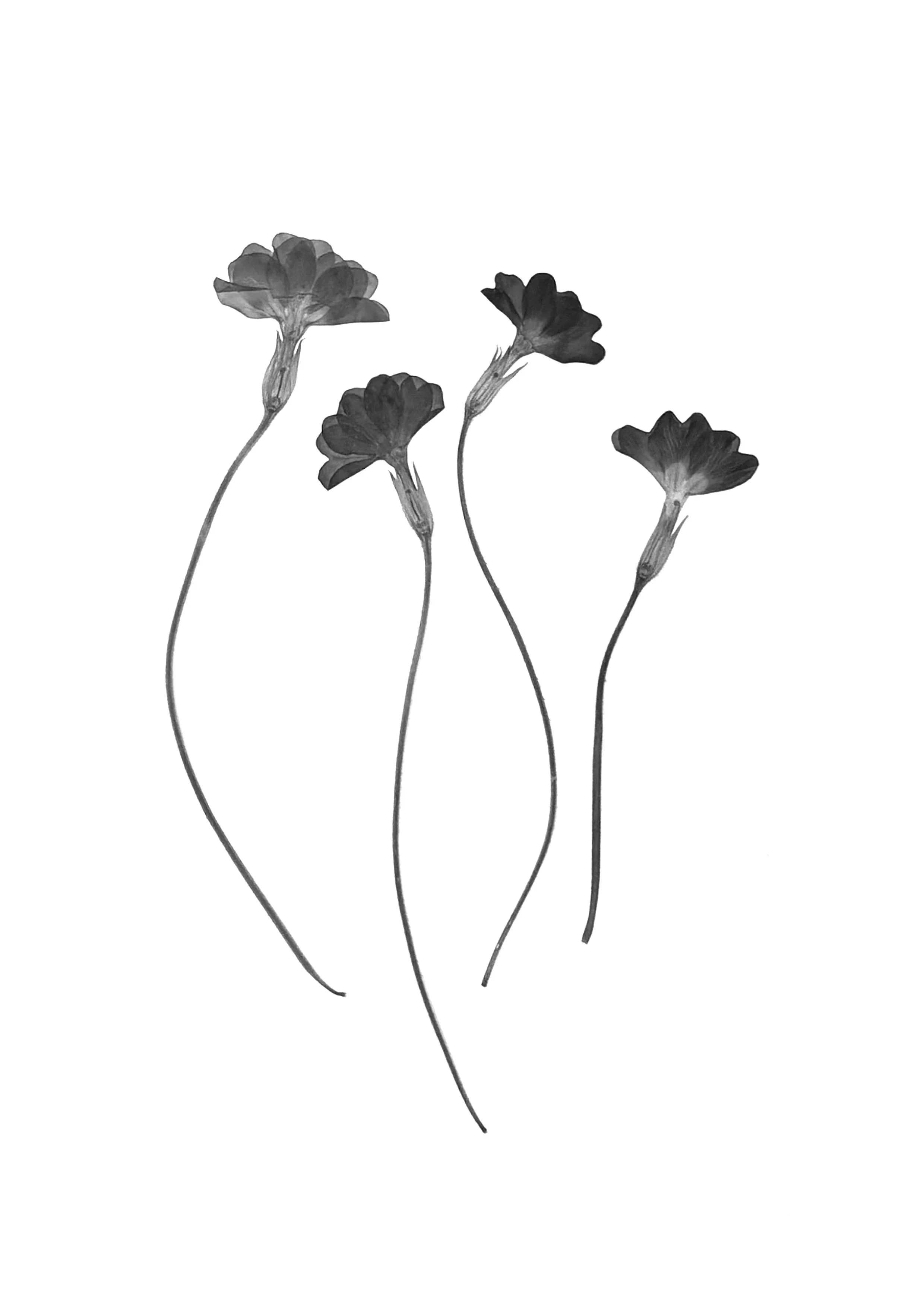 Primroses
