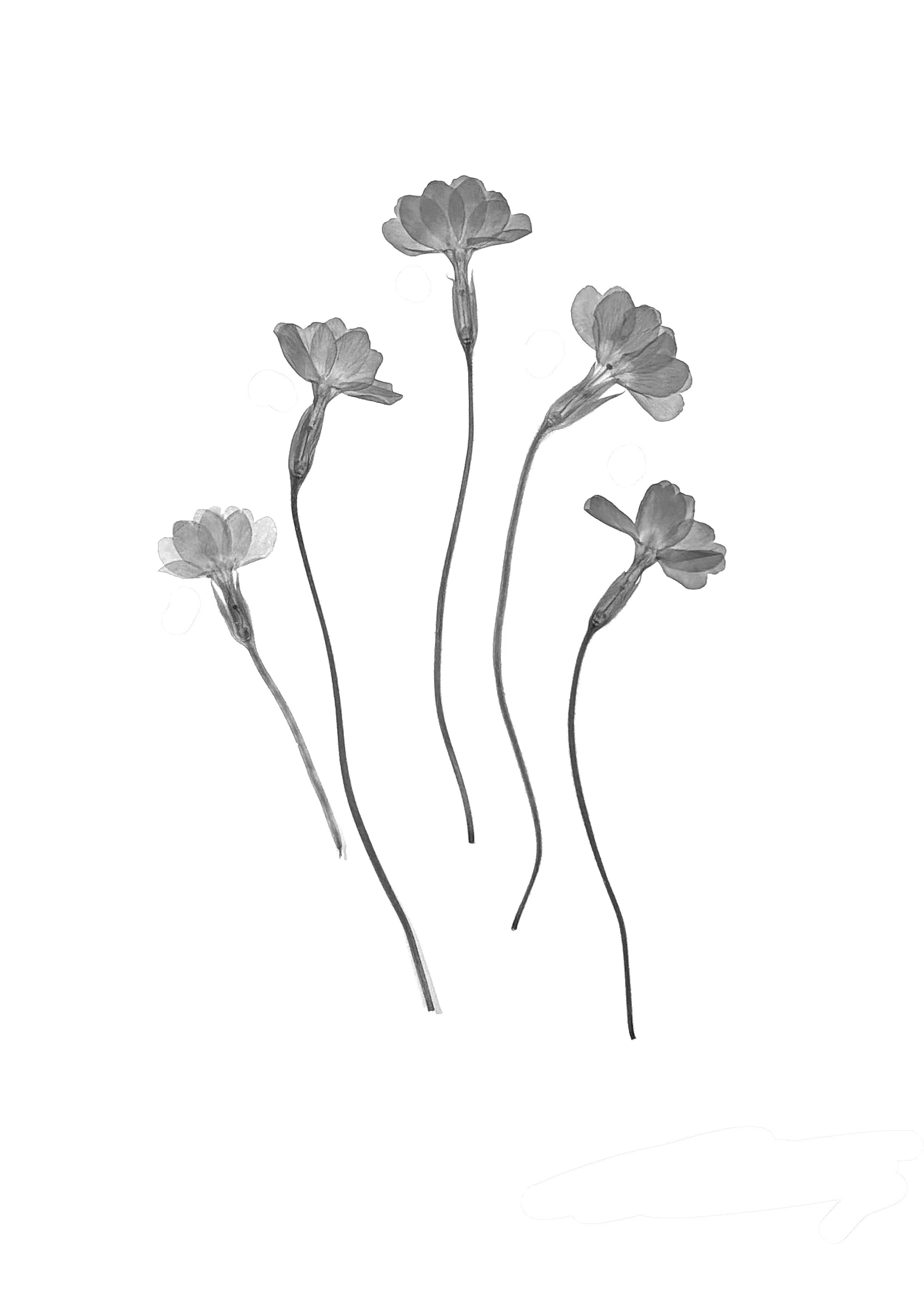 Primroses