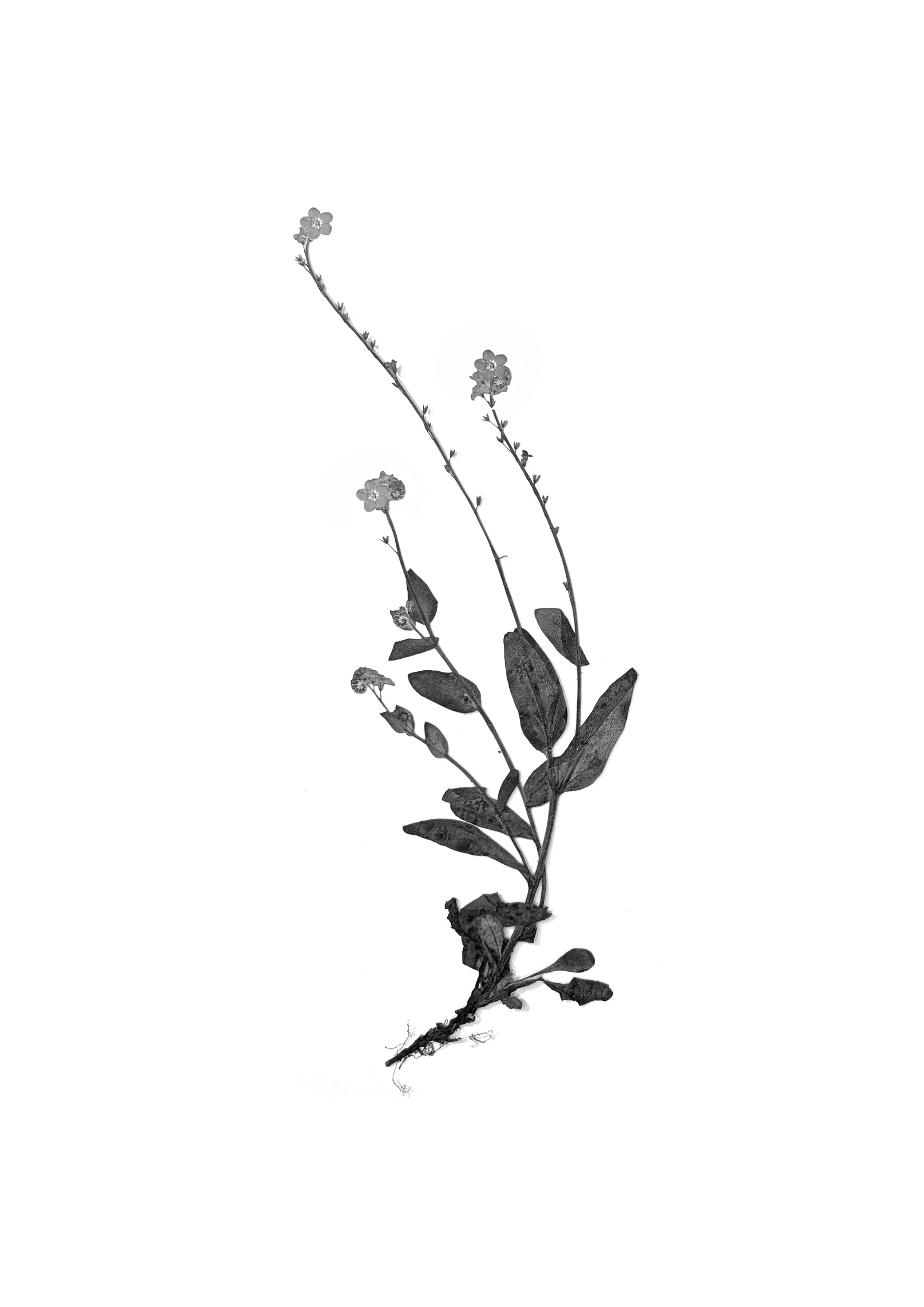 Forget-me-not, 25cm length