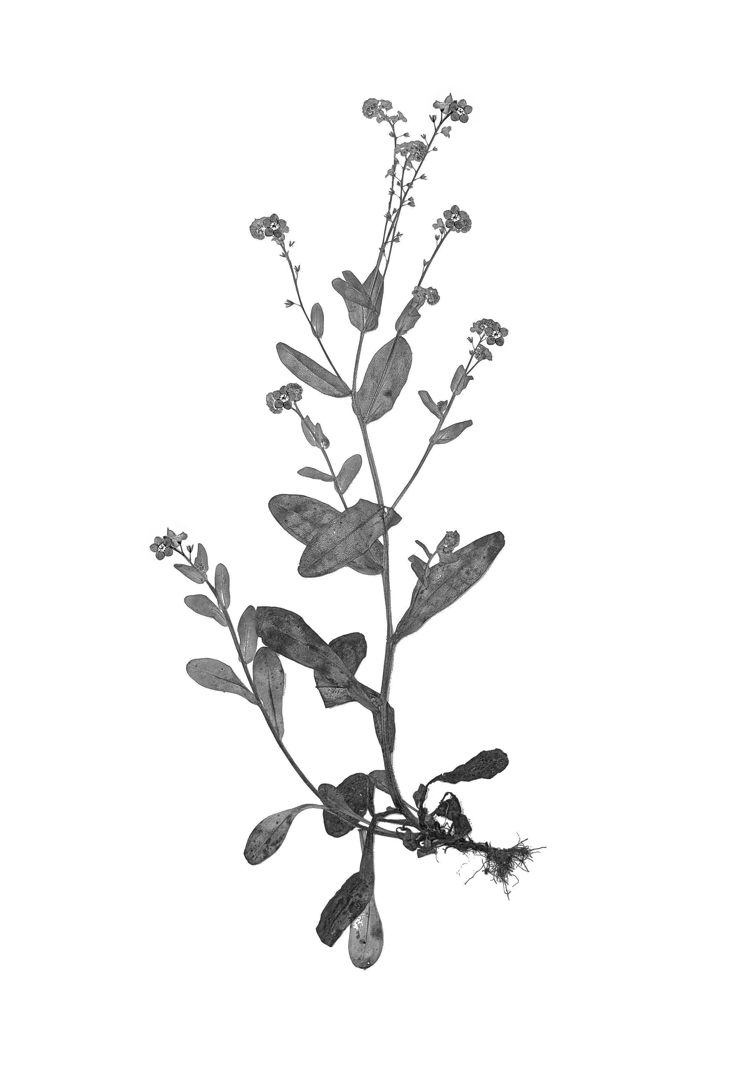 Forget-me-not, 30cm length