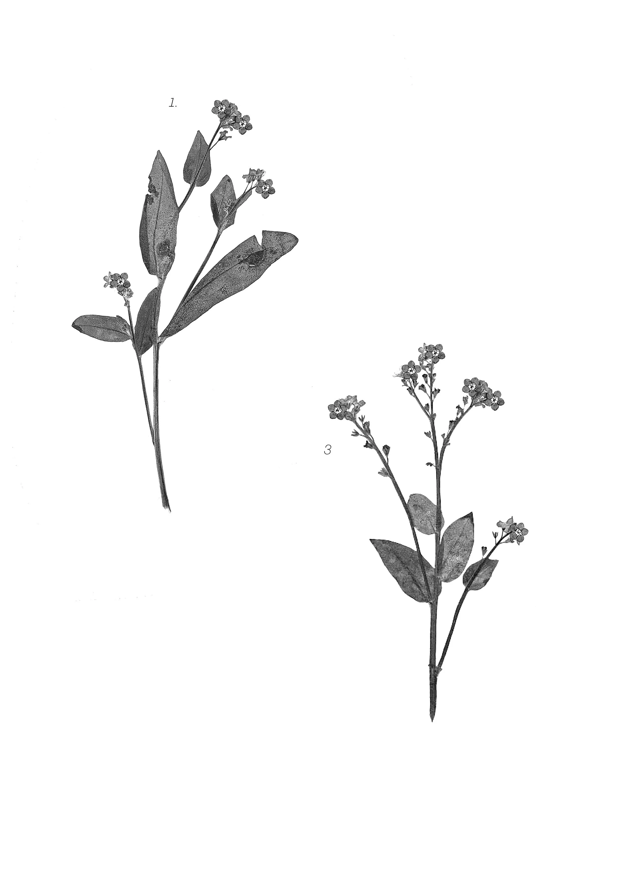 Forget-me-not, 15cm length
