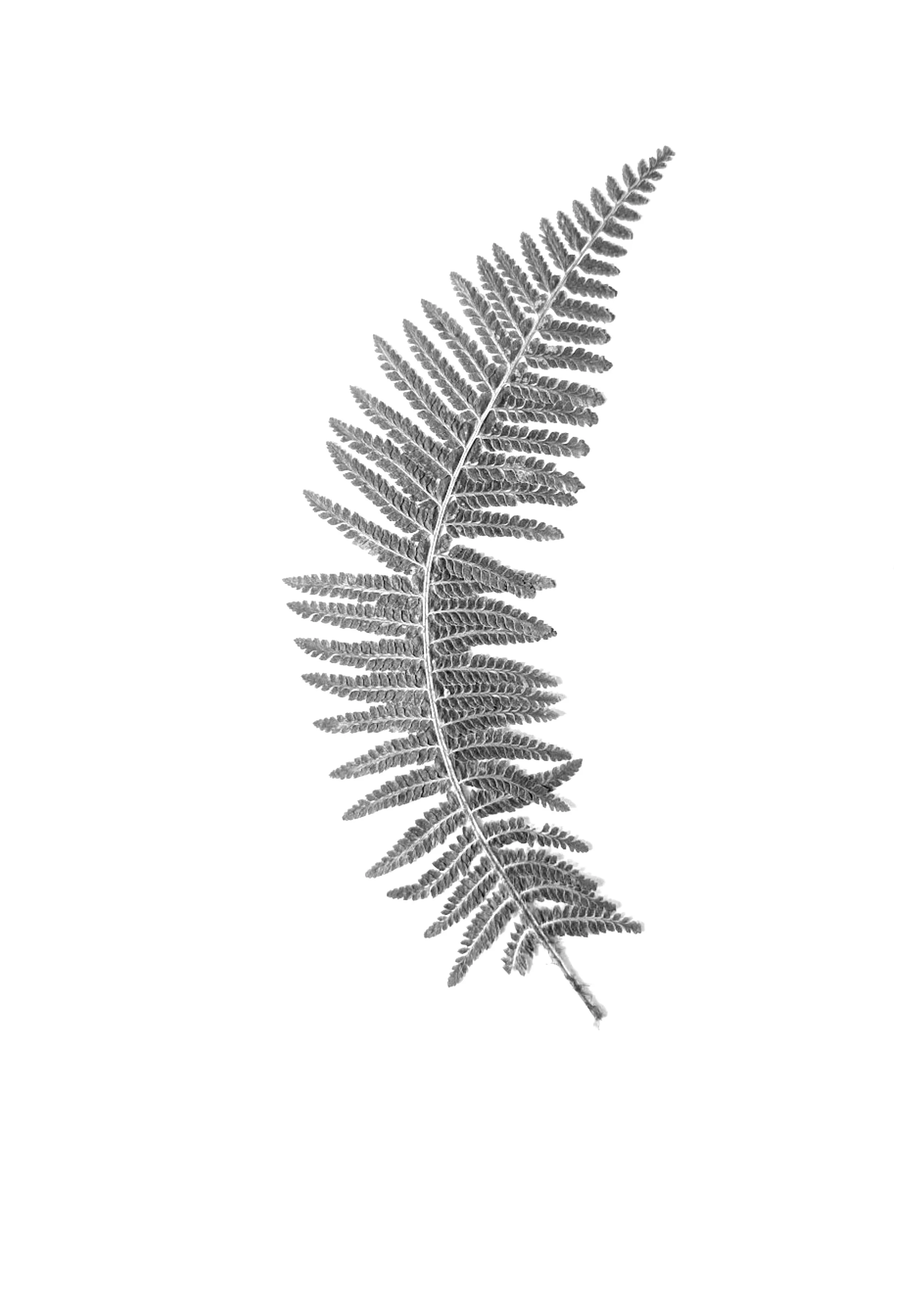 Fern, 20cm length