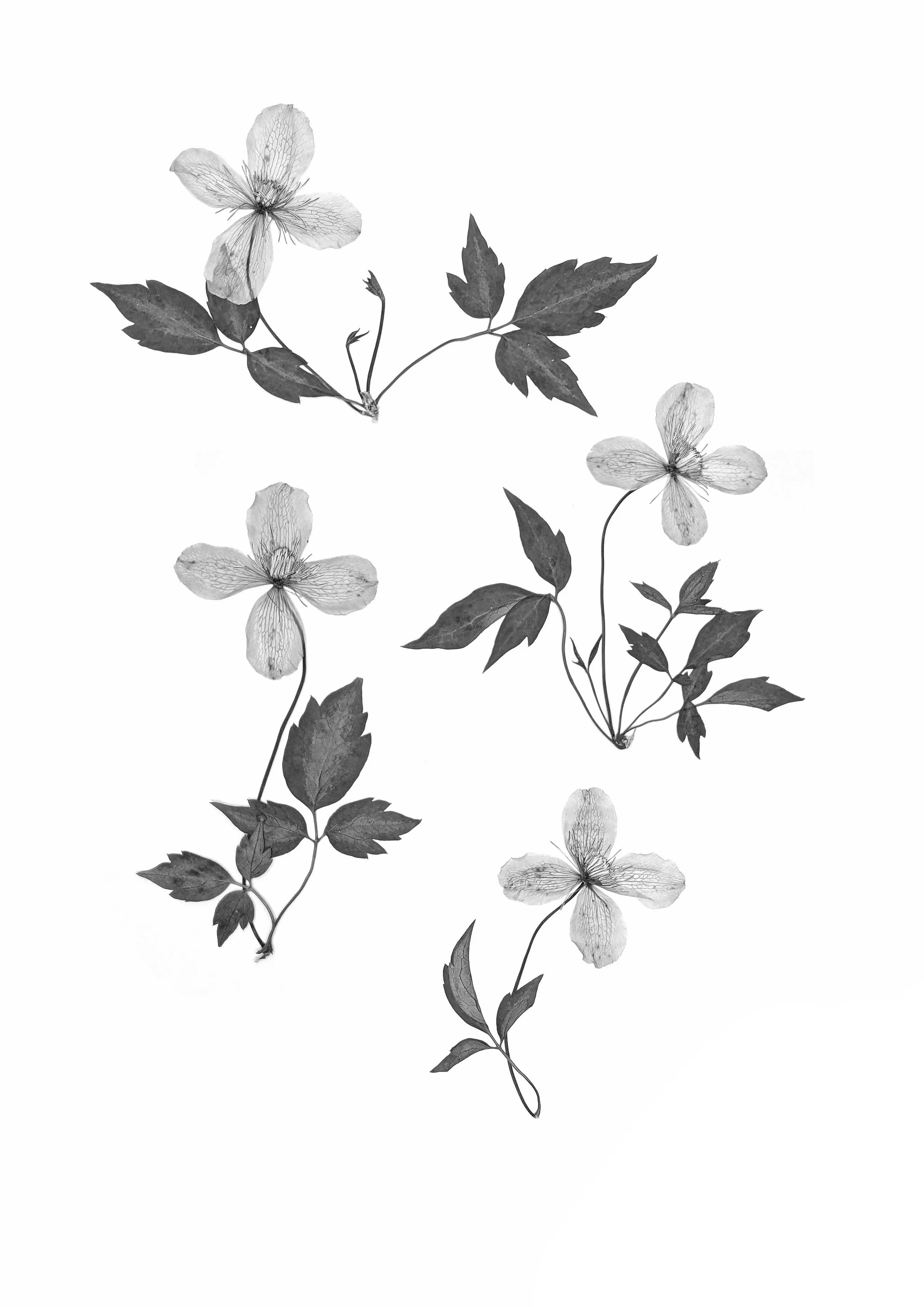 Clematis
