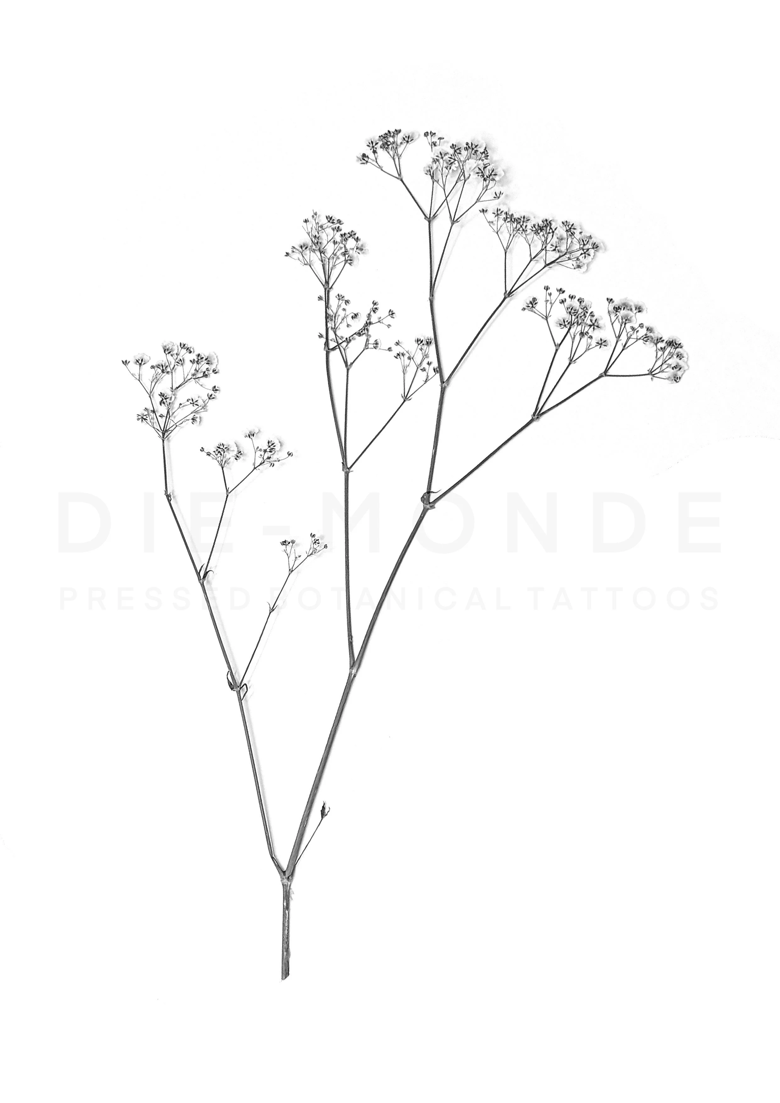 Gypsophila, 30-40cm