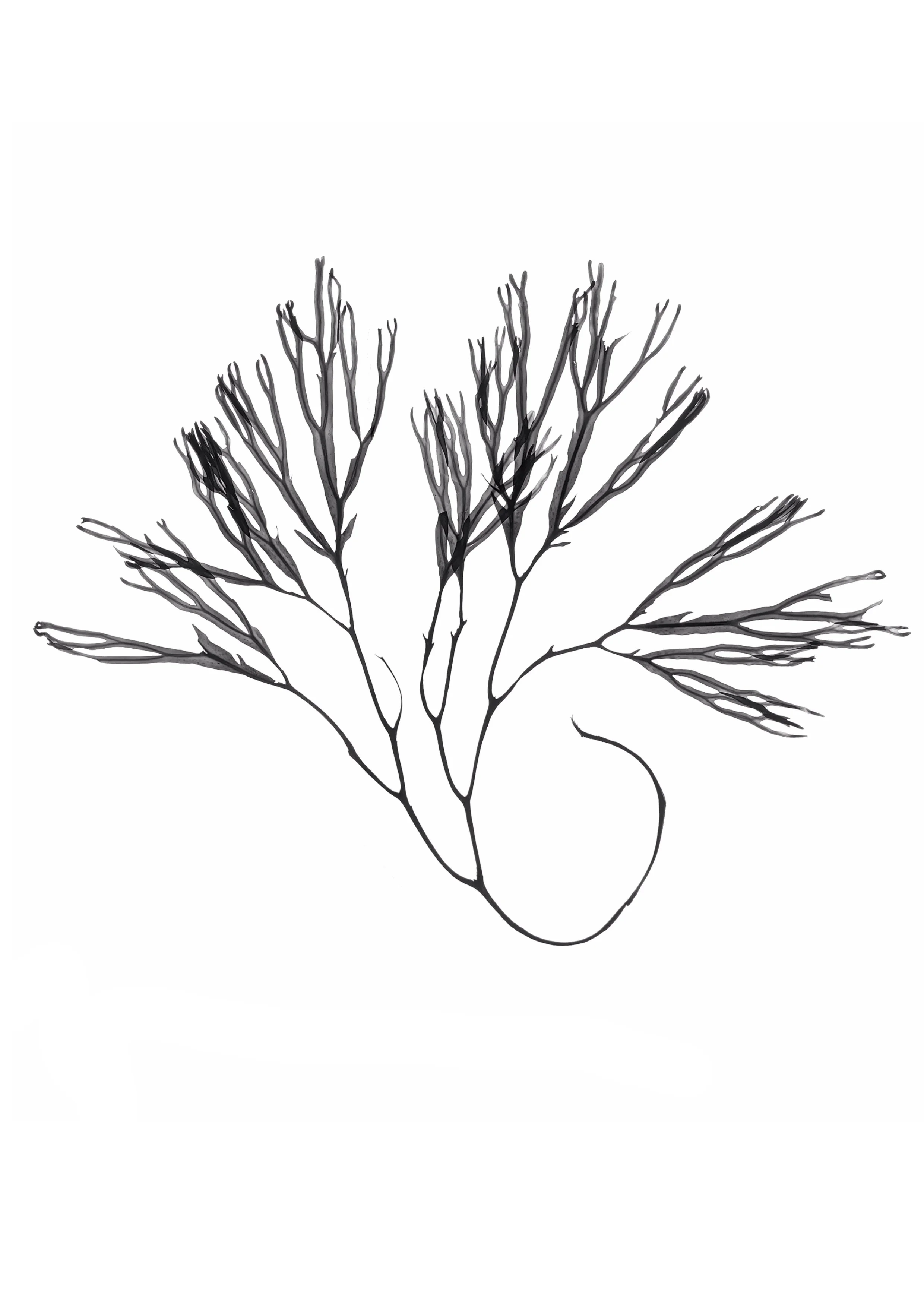 Seaweed, 35cm wide