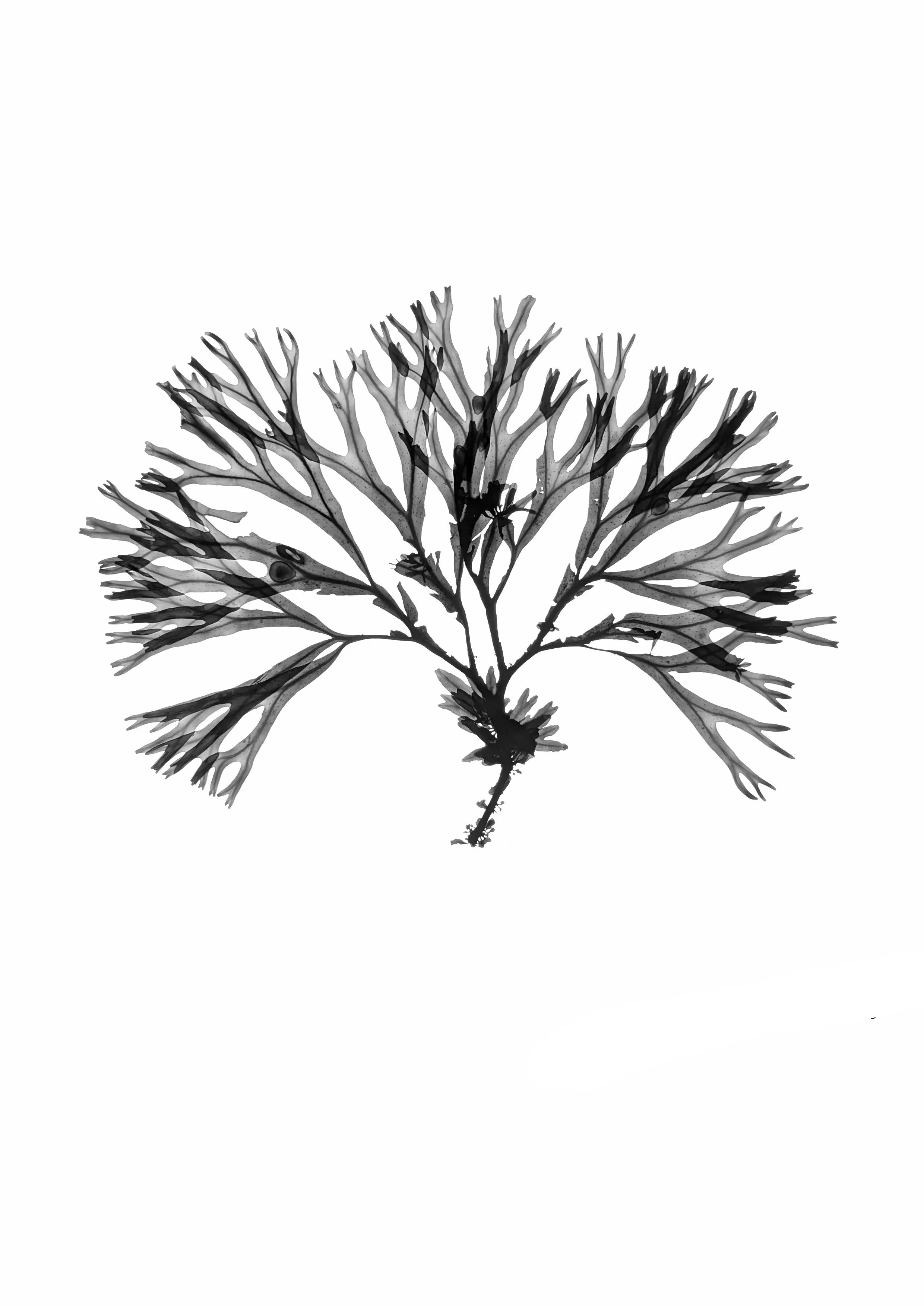 Seaweed, large, 35cm+