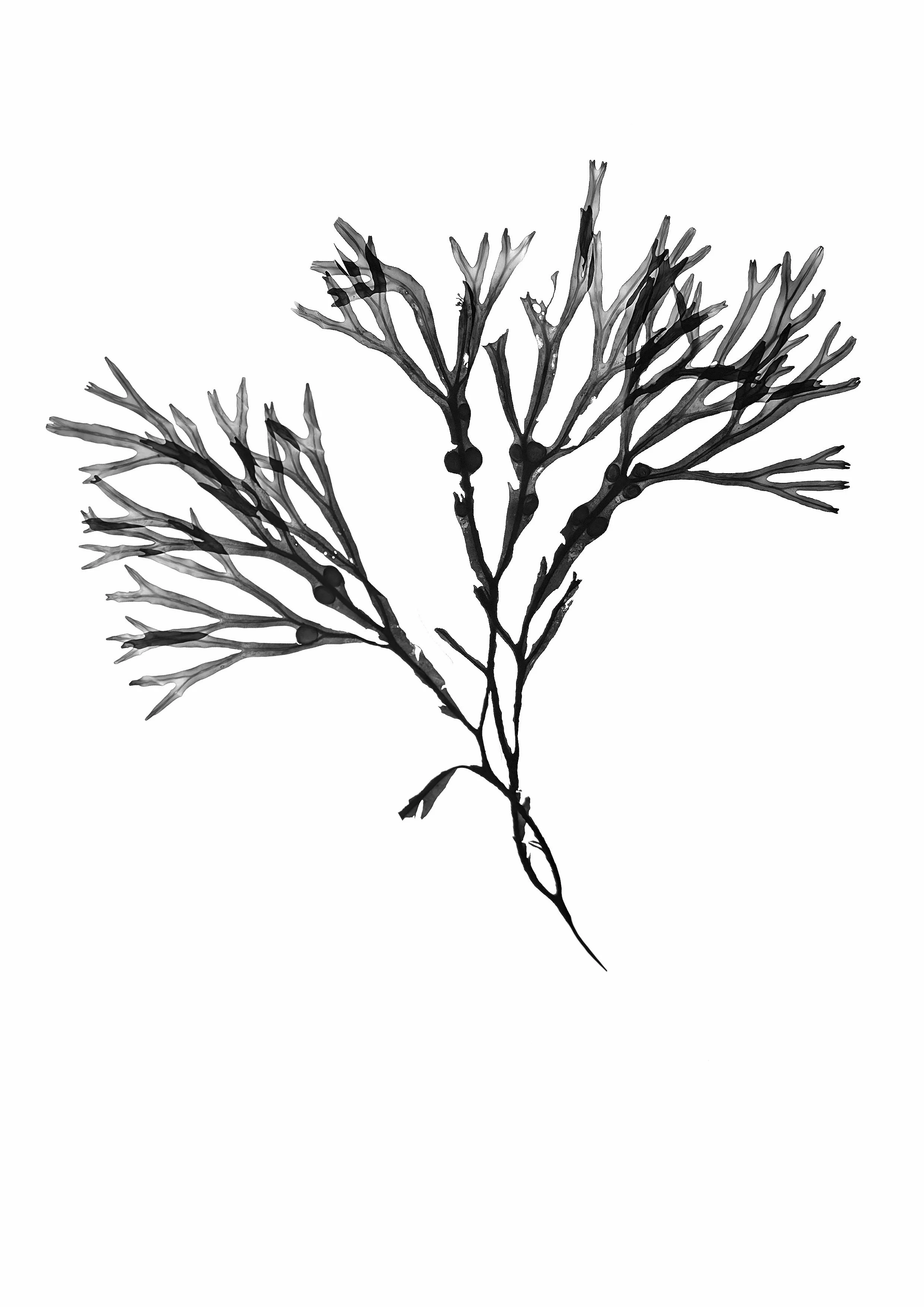 Seaweed