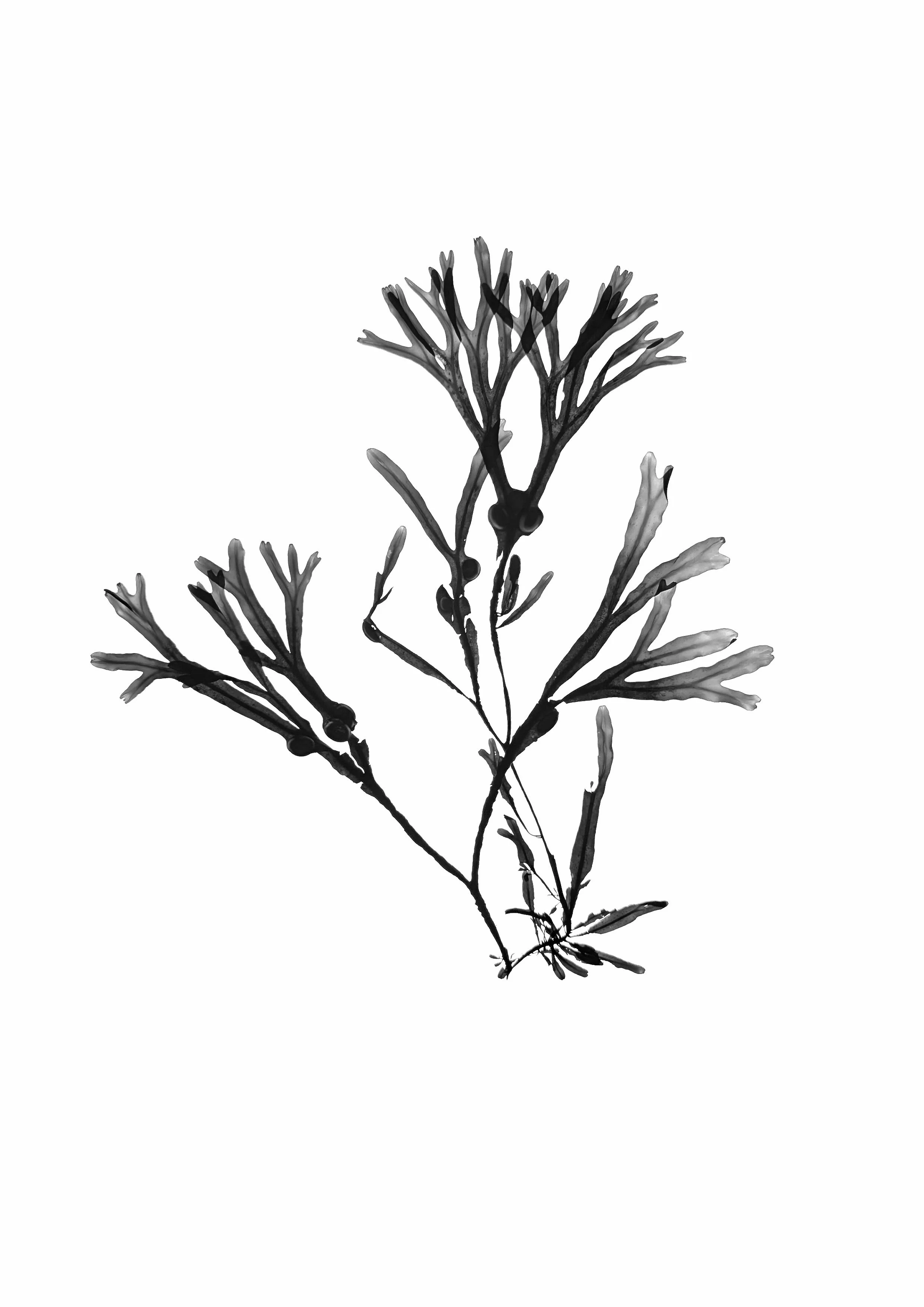Seaweed
