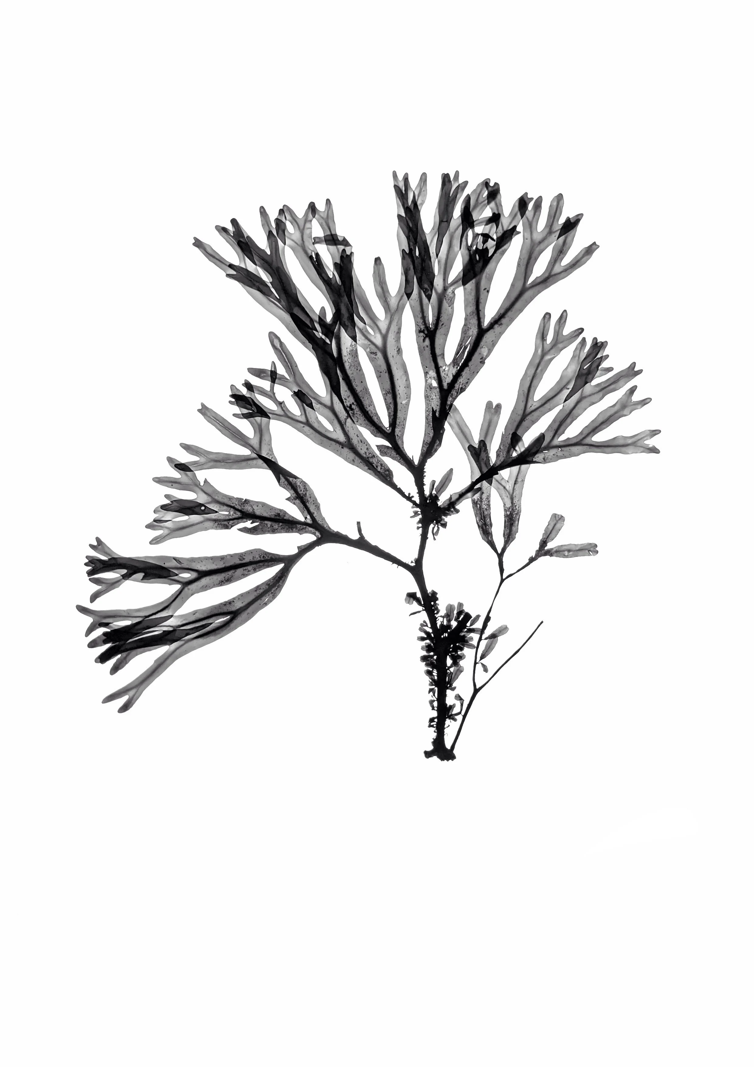 Seaweed