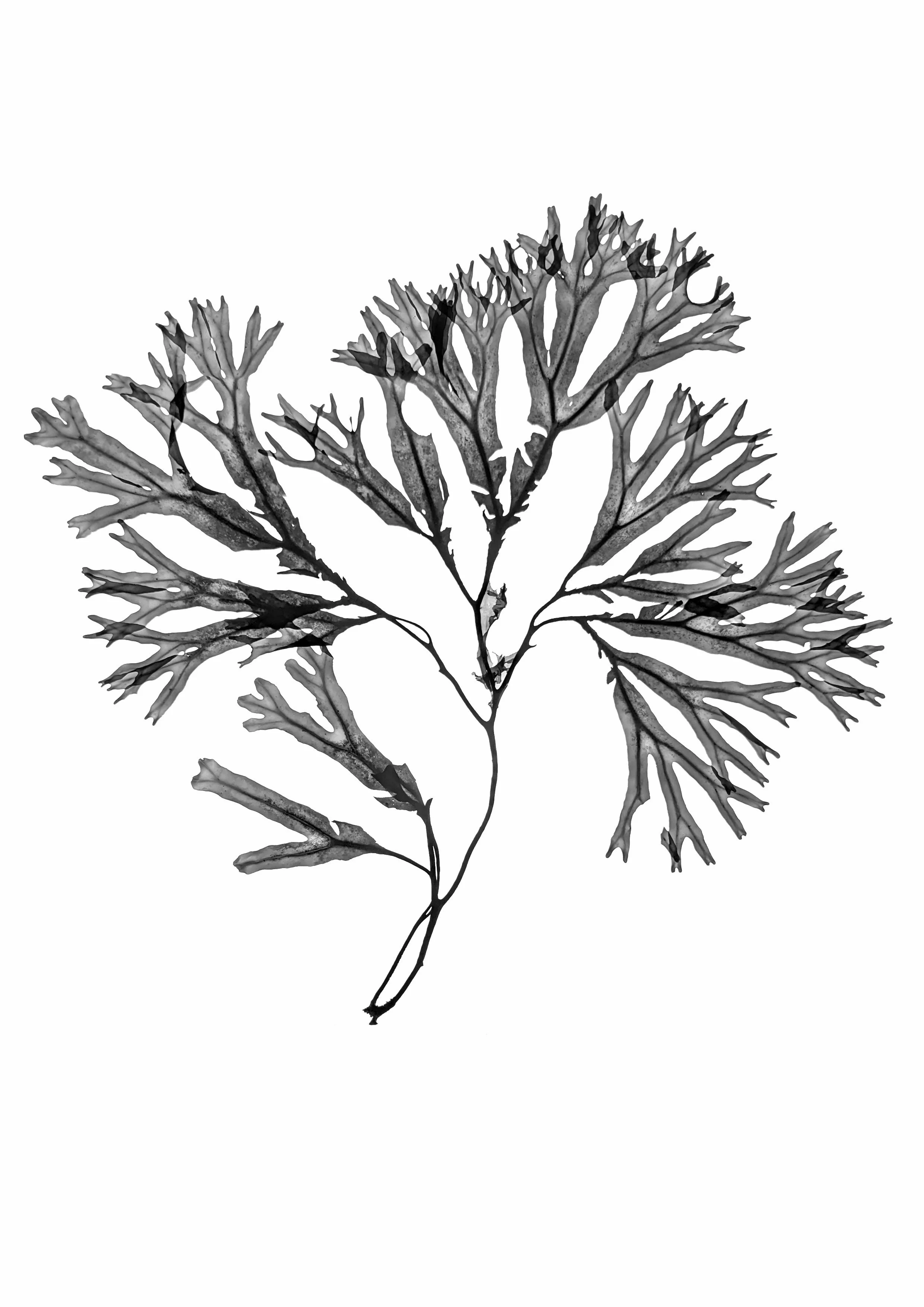 Seaweed, large 40cm